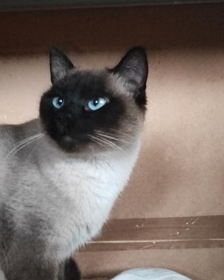 Gatto siamese adulta