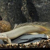 Polypterus senegalensis