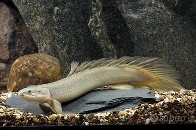 Polypterus senegalensis