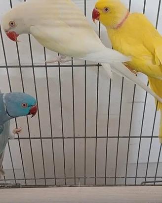 Coppia di parrocchetti riproduzione