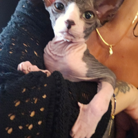 Solo amanti di questa razza