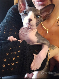 Solo amanti di questa razza