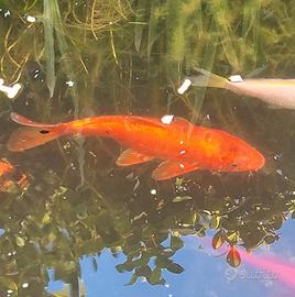 Carpa koi arancio 20 cm circa