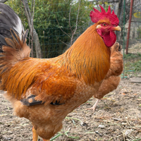 Gallo arancione