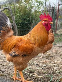 Gallo arancione