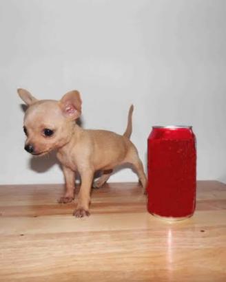 Chiwawa mini Toy