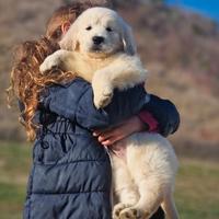 Cuccioli di Golden Retriever - MARINA LAB