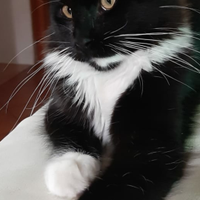 Cuccioli Maine Coon