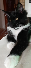 Cuccioli Maine Coon