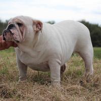 Bulldog inglese femmina