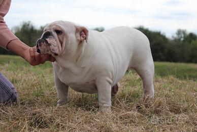 Bulldog inglese femmina