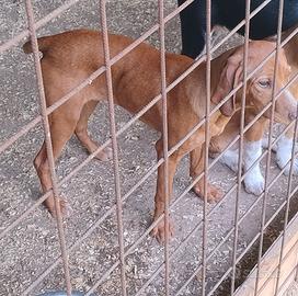 Incrocio segugio Breton