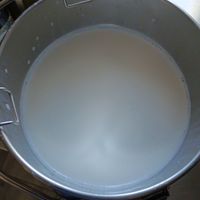 Latte capra Saanen non pastorizzato