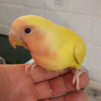 Inseparabili allevati a mano