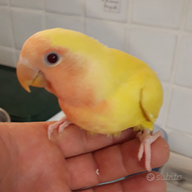 Inseparabili allevati a mano