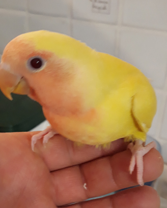 Inseparabili allevati a mano