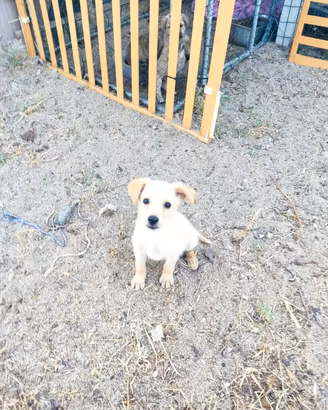 Cucciolo taglia medio piccola