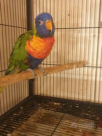 Coppia lori arcobaleno