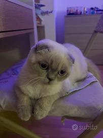 Scottish fold
