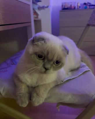 Scottish fold