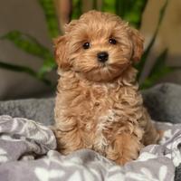 Maltipoo Toy