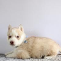 Siberian Husky con pedigree enci