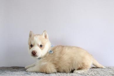 Siberian Husky con pedigree enci