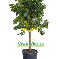 🍋Pianta di Agrumi vaso 35 - Scegli tu la varietà!