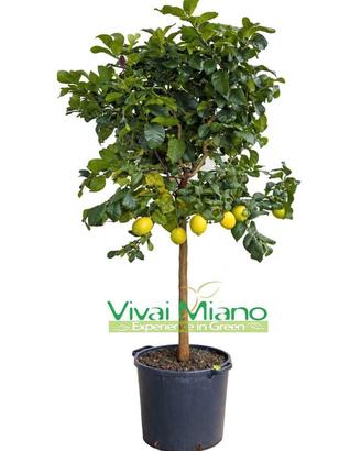 🍋Pianta di Agrumi vaso 35 - Scegli tu la varietà!