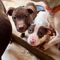 Cucciola di pittbull