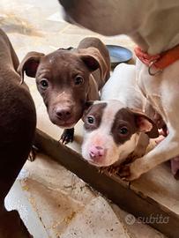 Cucciola di pittbull