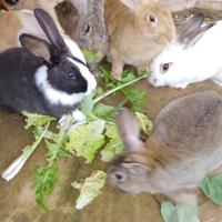 Conigli nostrani allevati a terra