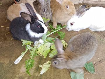 Conigli nostrani allevati a terra
