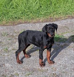 Cuccioli di dobermann