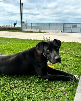 Cane maschio taglia media