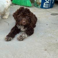 Lagotto romagnolo