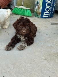Lagotto romagnolo