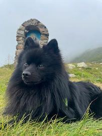 Volpino Spitz per Monta