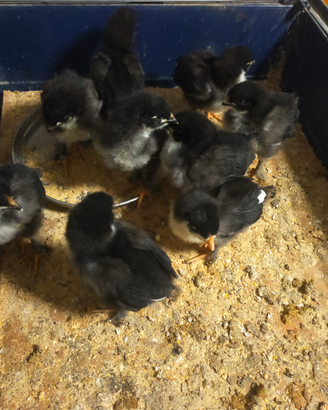 Pulcini Marans