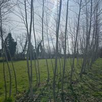 Piante pioppo I 214 da piantare