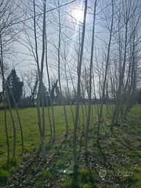 Piante pioppo I 214 da piantare