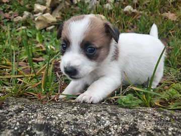 Cucciola di Jack Russell