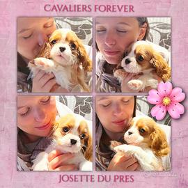 Cuccioli di Cavalier King con Pedigree