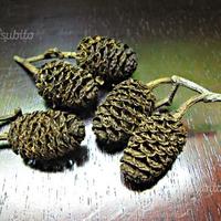 100 Pigne d'ontano bruno, curativo per acquari