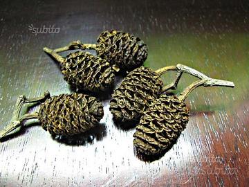 100 Pigne d'ontano bruno, curativo per acquari