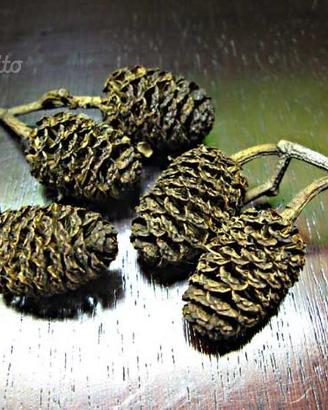 100 Pigne d'ontano bruno, curativo per acquari