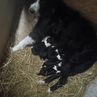 Cuccioli di border collie