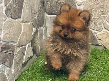 Spitz di pomerania
