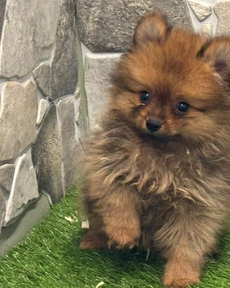 Spitz di pomerania