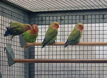 Inseparabili - Agapornis Roseicollis